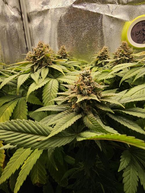 White window XXL. Week 13