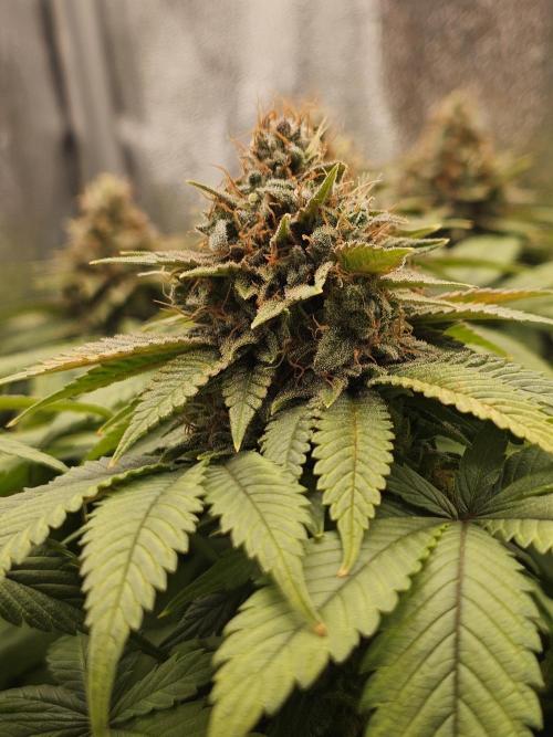 White window XXL. Week 13