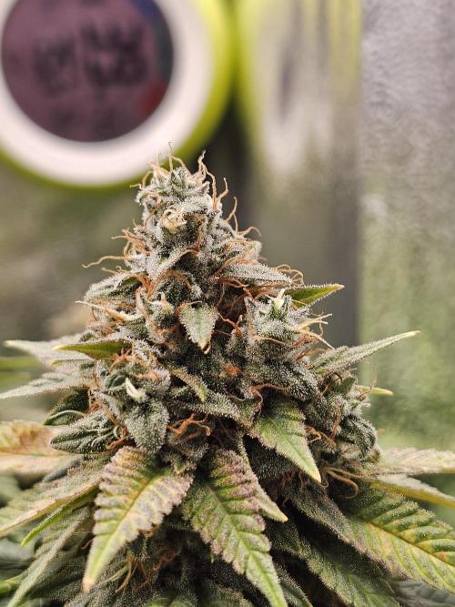 White window XXL. Week 13