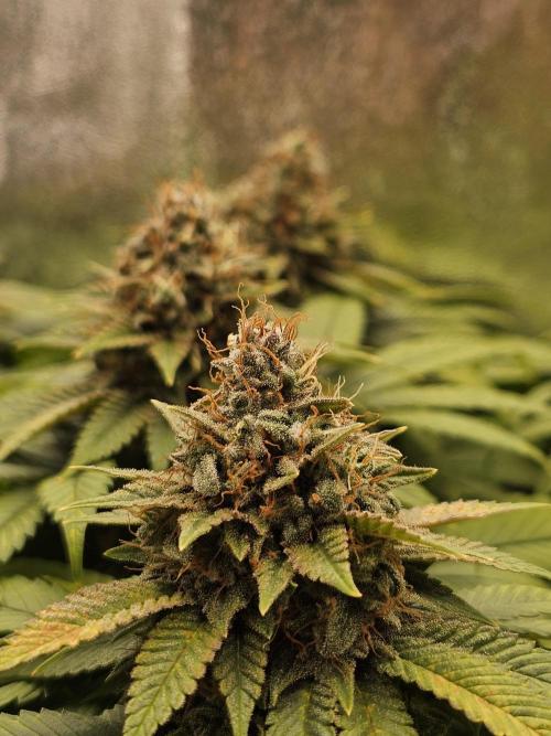 White window XXL. Week 13