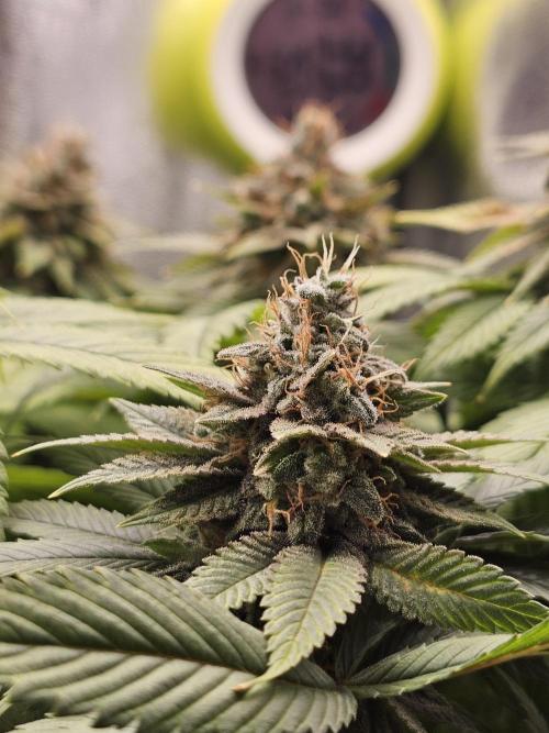 White window XXL. Week 13