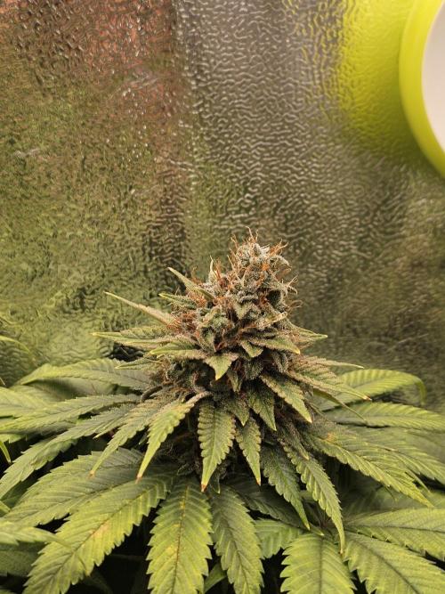 White window XXL. Week 13