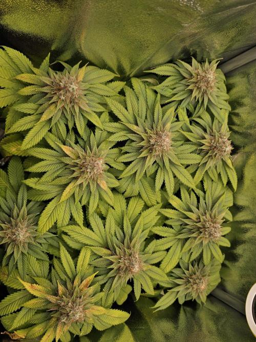 White window XXL. Week 13