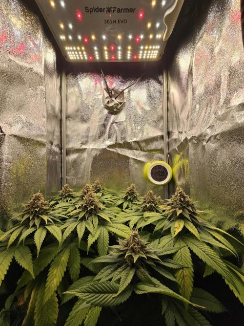 White window XXL. Week 13