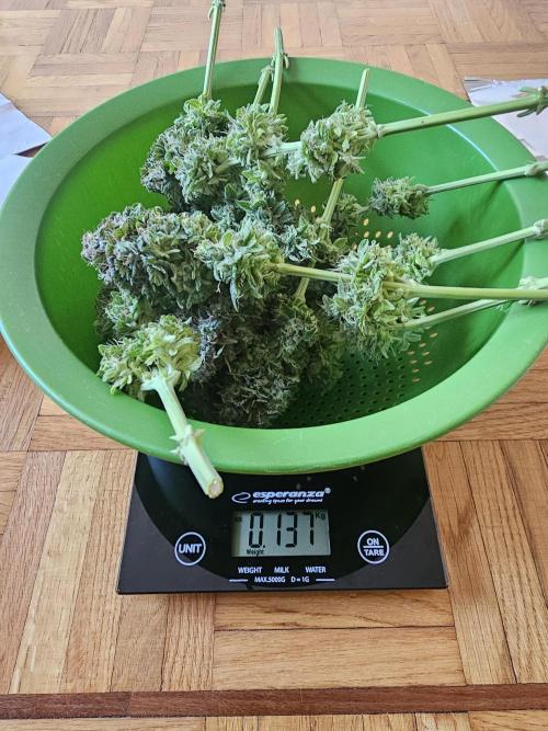 White window XXL. Week 13 - Big flowers' weight 