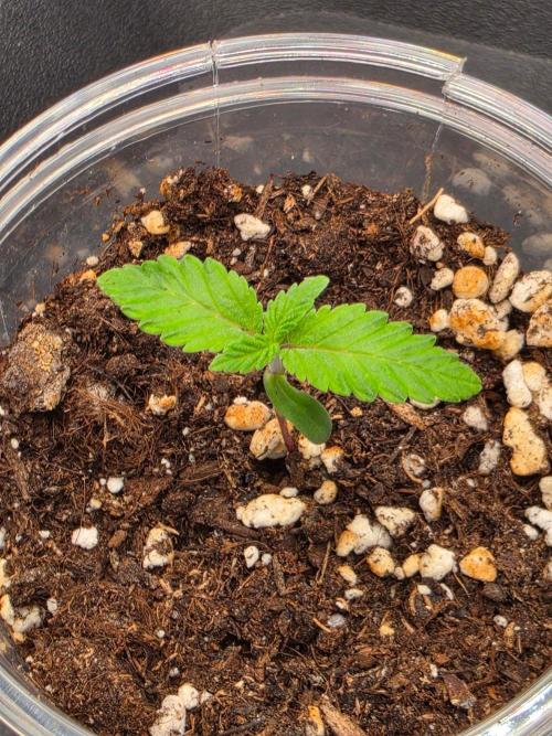 Amnesia Haze. Week 1