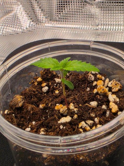 Amnesia Haze. Week 1