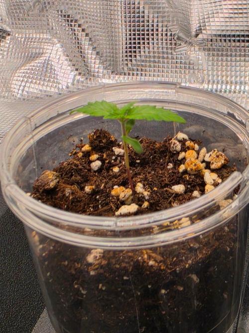 Amnesia Haze. Week 1