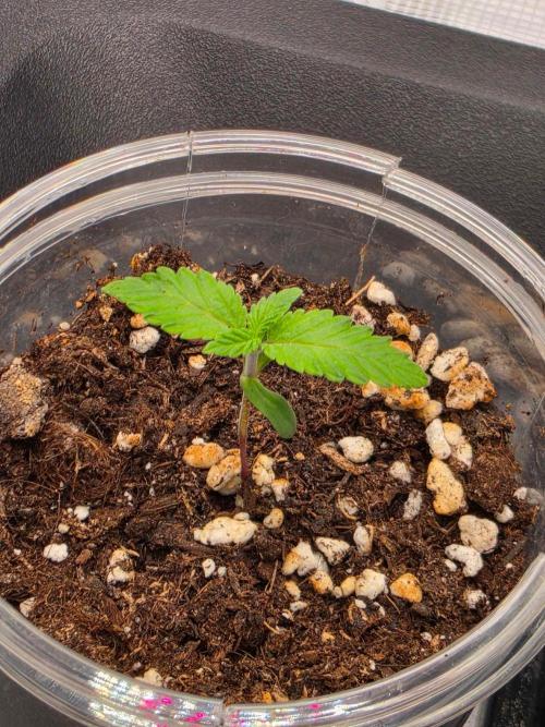 Amnesia Haze. Week 1