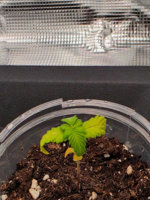 Amnesia Haze. Week 3