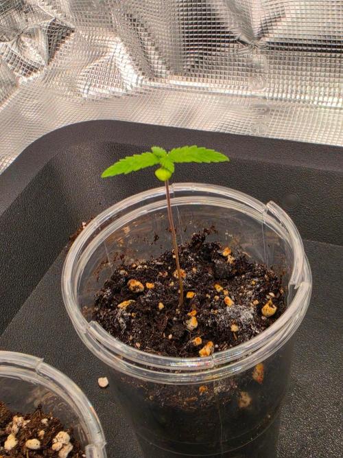 Amnesia Haze. Week 1
