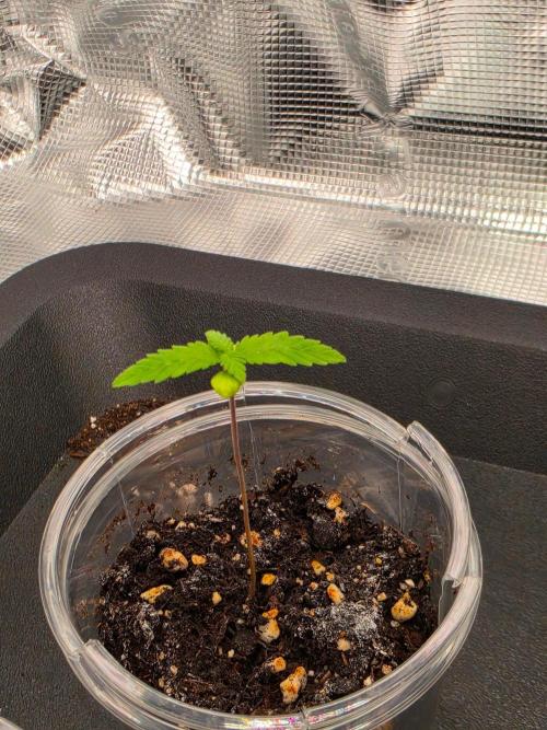 Amnesia Haze. Week 1