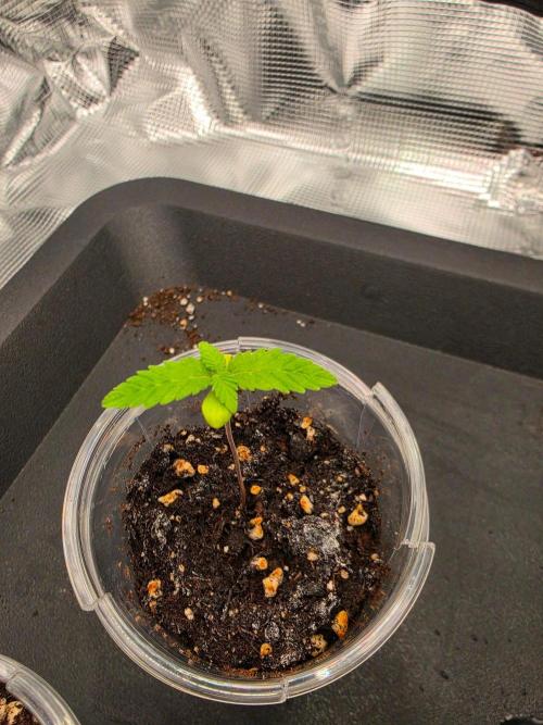 Amnesia Haze. Week 1