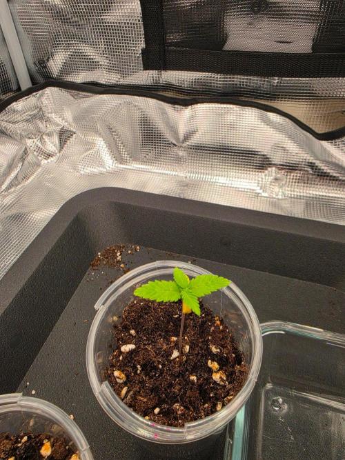 Amnesia Haze. Week 2