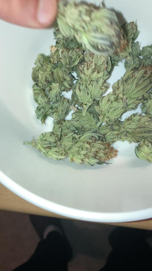 Green Poison