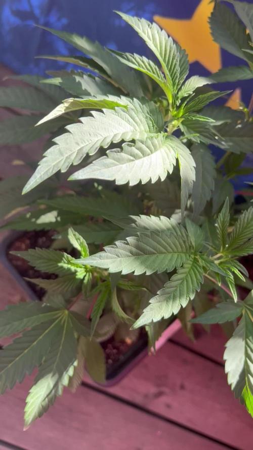 Mixed grow 3x Gelato 33