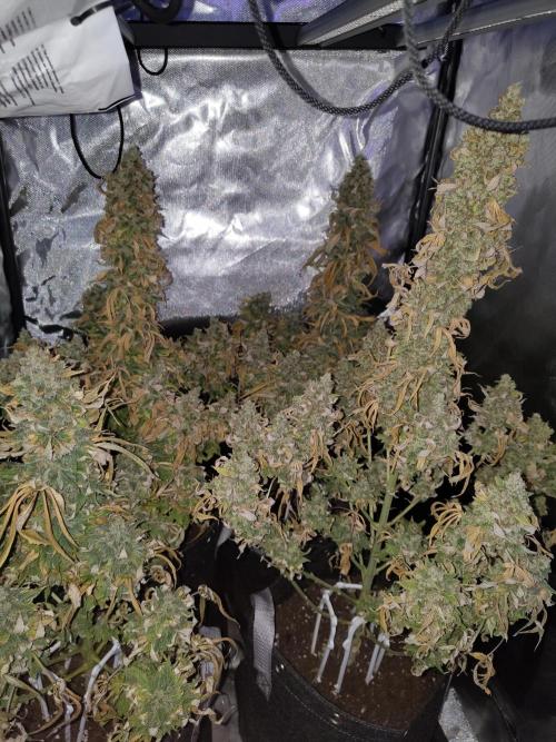 Pink Rozay. Week 14