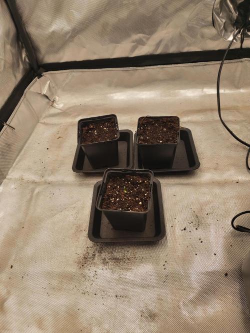Frozen Black Cherry. Week 0
