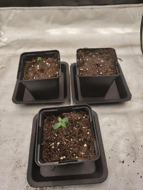 Frozen Black Cherry. Week 0