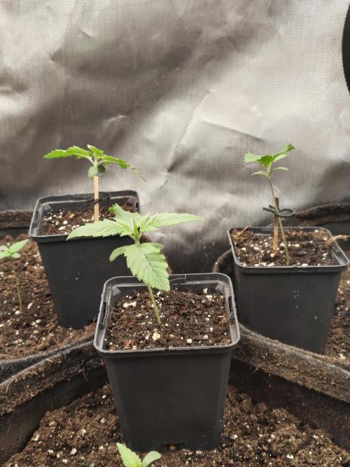 Frozen Black Cherry. Week 1