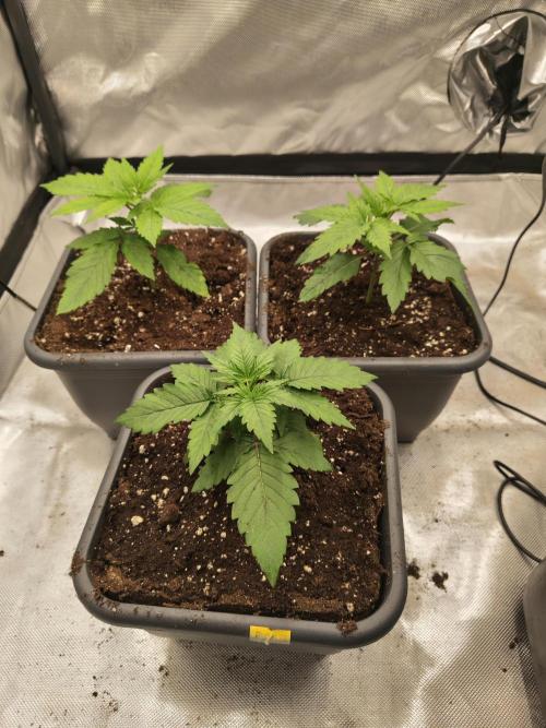 Frozen Black Cherry. Week 2