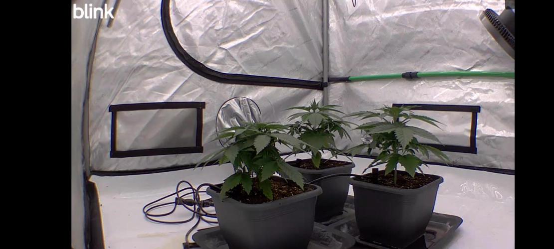 Frozen Black Cherry. Week 3