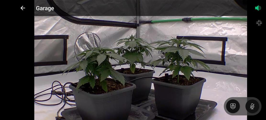 Frozen Black Cherry. Week 3
