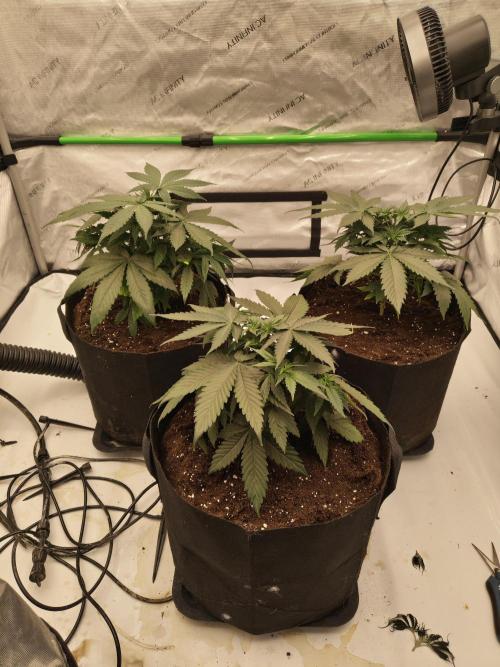 Frozen Black Cherry. Week 4