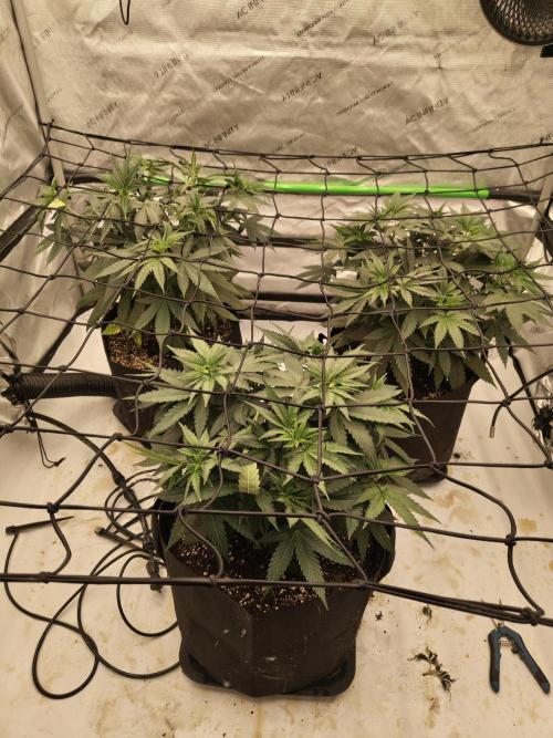 Frozen Black Cherry. Week 5