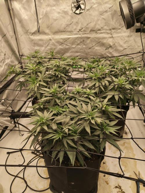 Frozen Black Cherry. Week 6