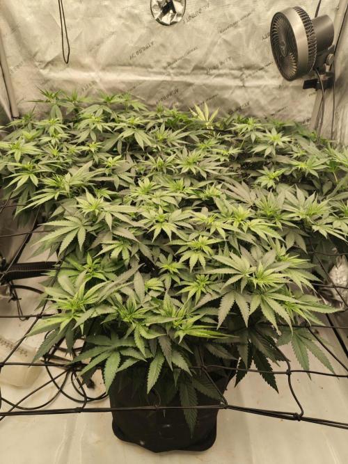 Frozen Black Cherry. Week 7