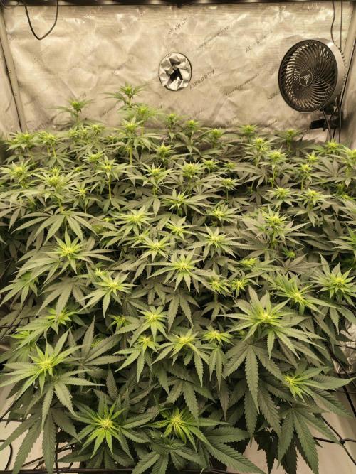 Frozen Black Cherry. Week 8
