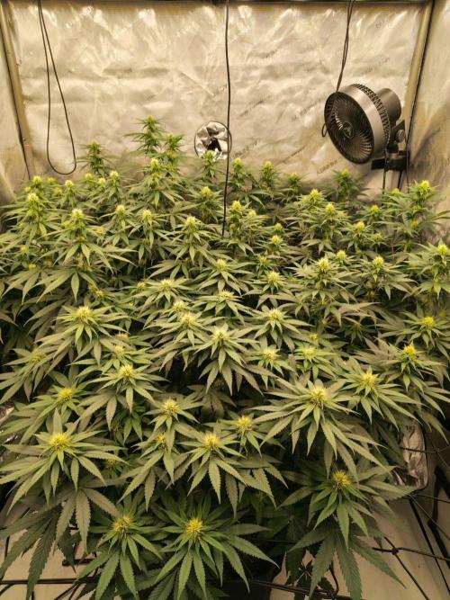 Frozen Black Cherry. Week 9