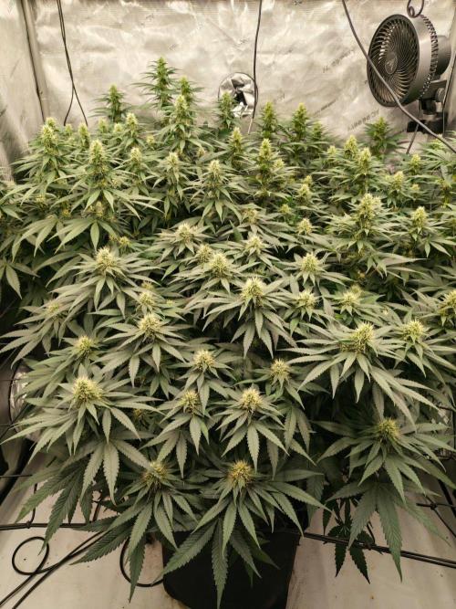 Frozen Black Cherry. Week 10
