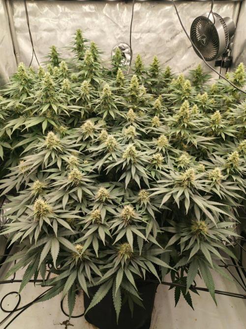 Frozen Black Cherry. Week 11