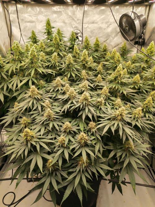 Frozen Black Cherry. Week 12