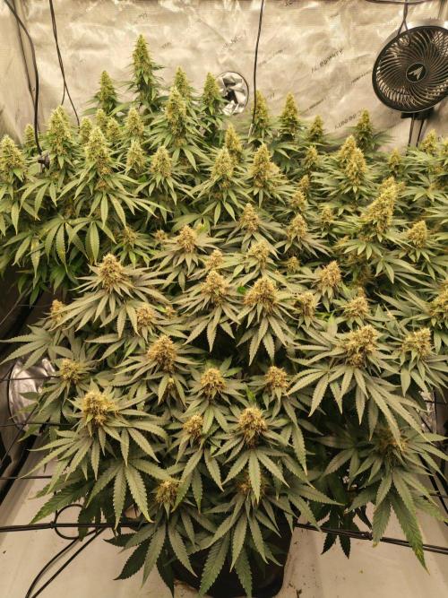 Frozen Black Cherry. Week 13