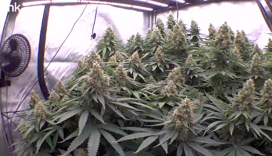 Frozen Black Cherry. Week 14