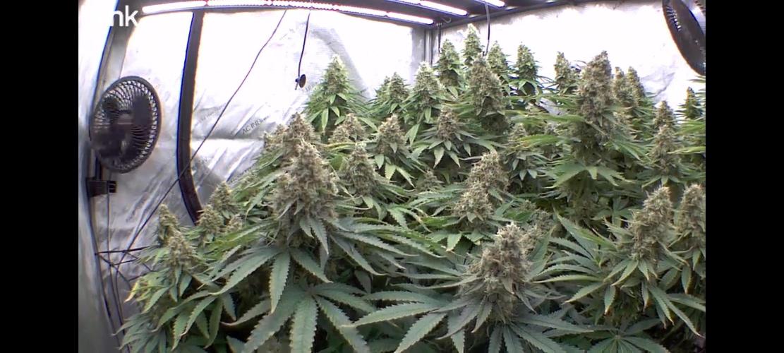 Frozen Black Cherry. Week 15