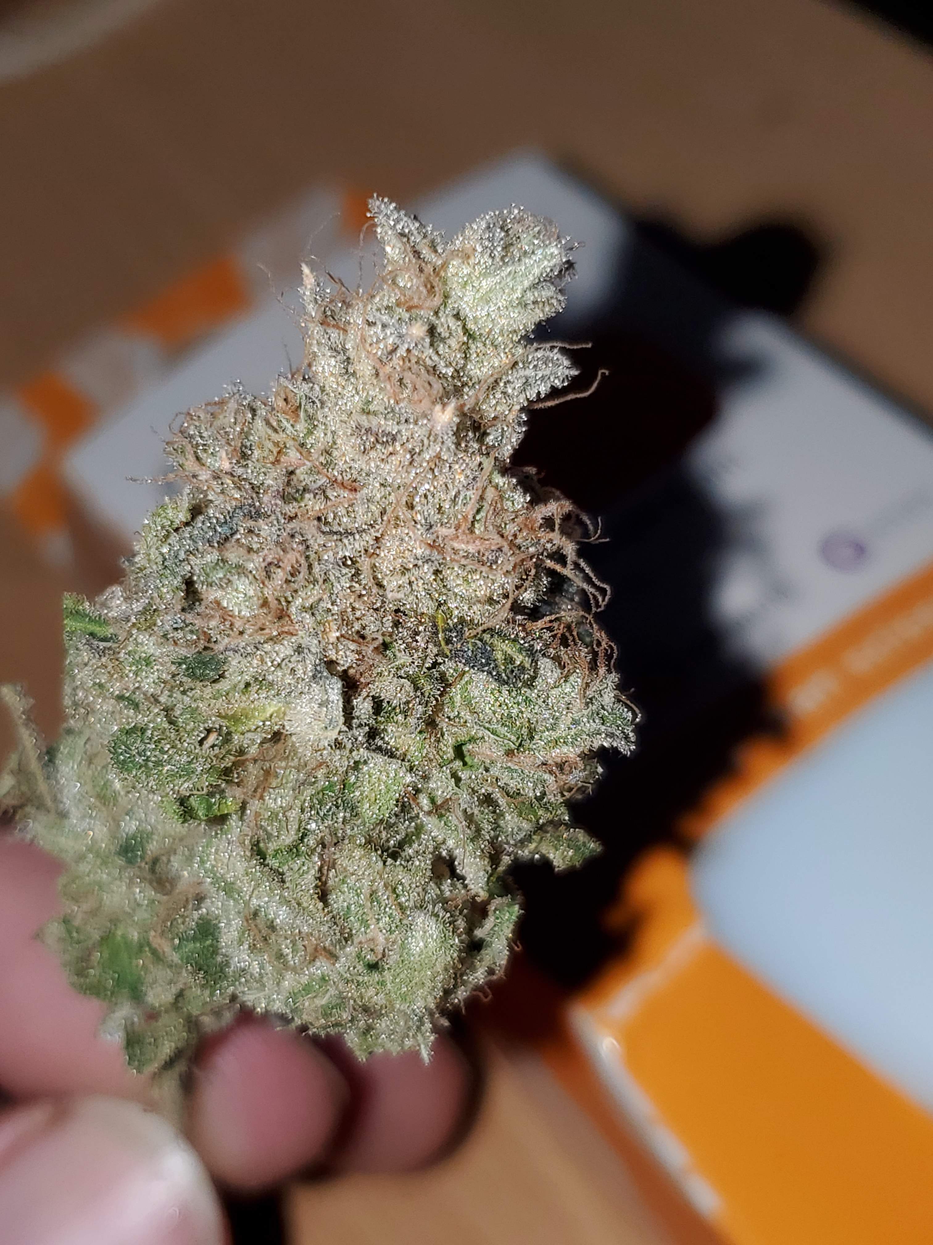 Irie Genetics Blue Raspberry Truffle grow diary (journal) harvest9 by  Bakedpwn - GrowDiaries