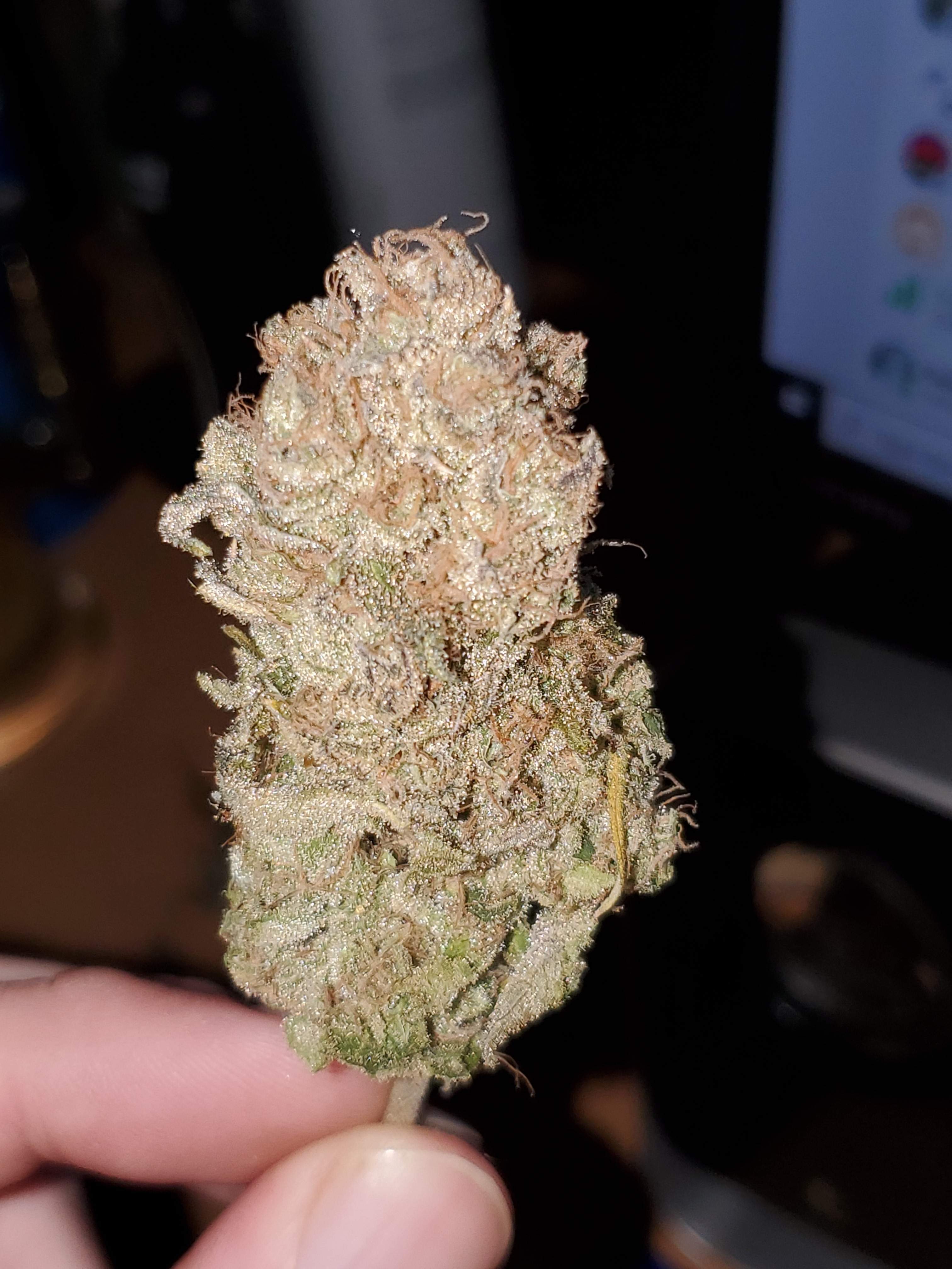 Irie Genetics Blue Raspberry Truffle grow diary (journal) harvest9 by  Bakedpwn - GrowDiaries