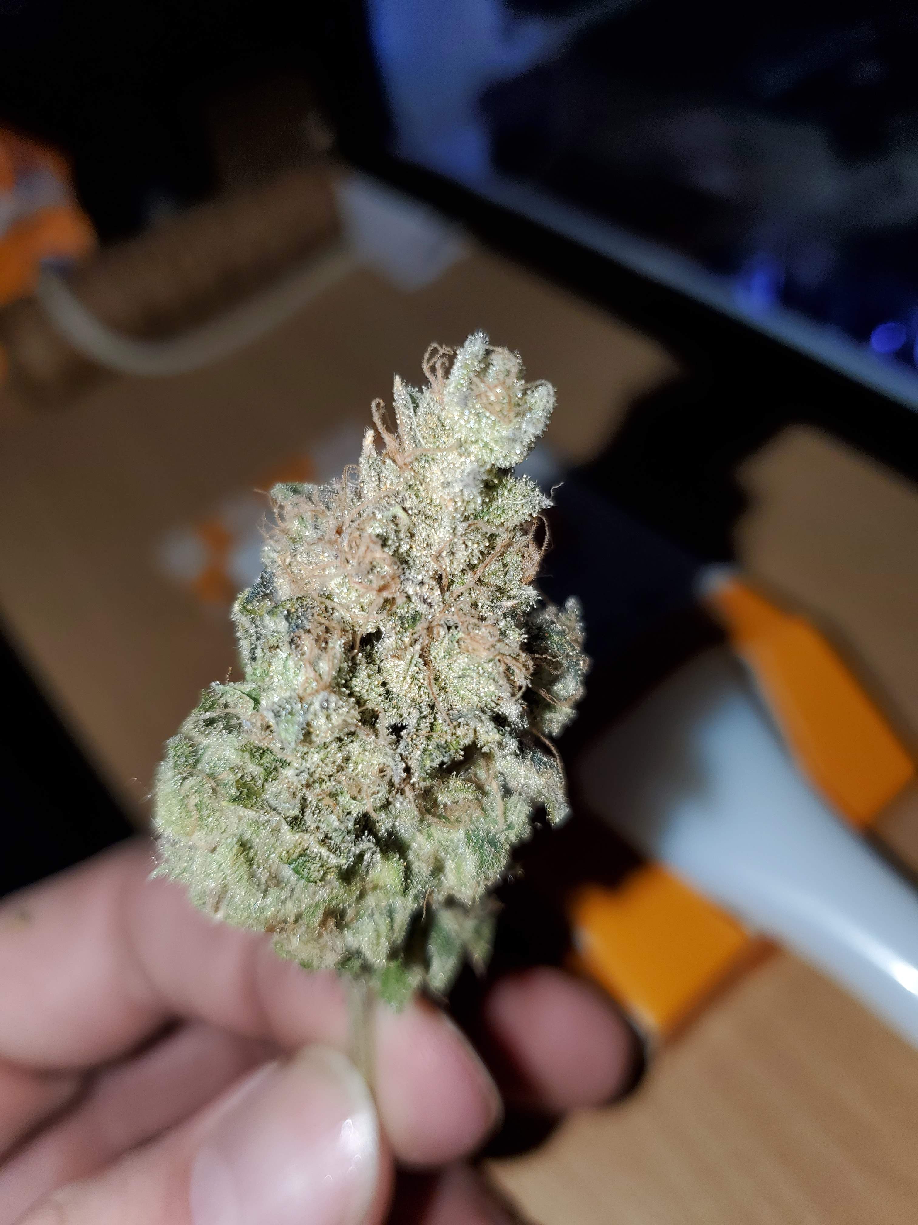 Irie Genetics Blue Raspberry Truffle grow diary (journal) harvest9 by  Bakedpwn - GrowDiaries