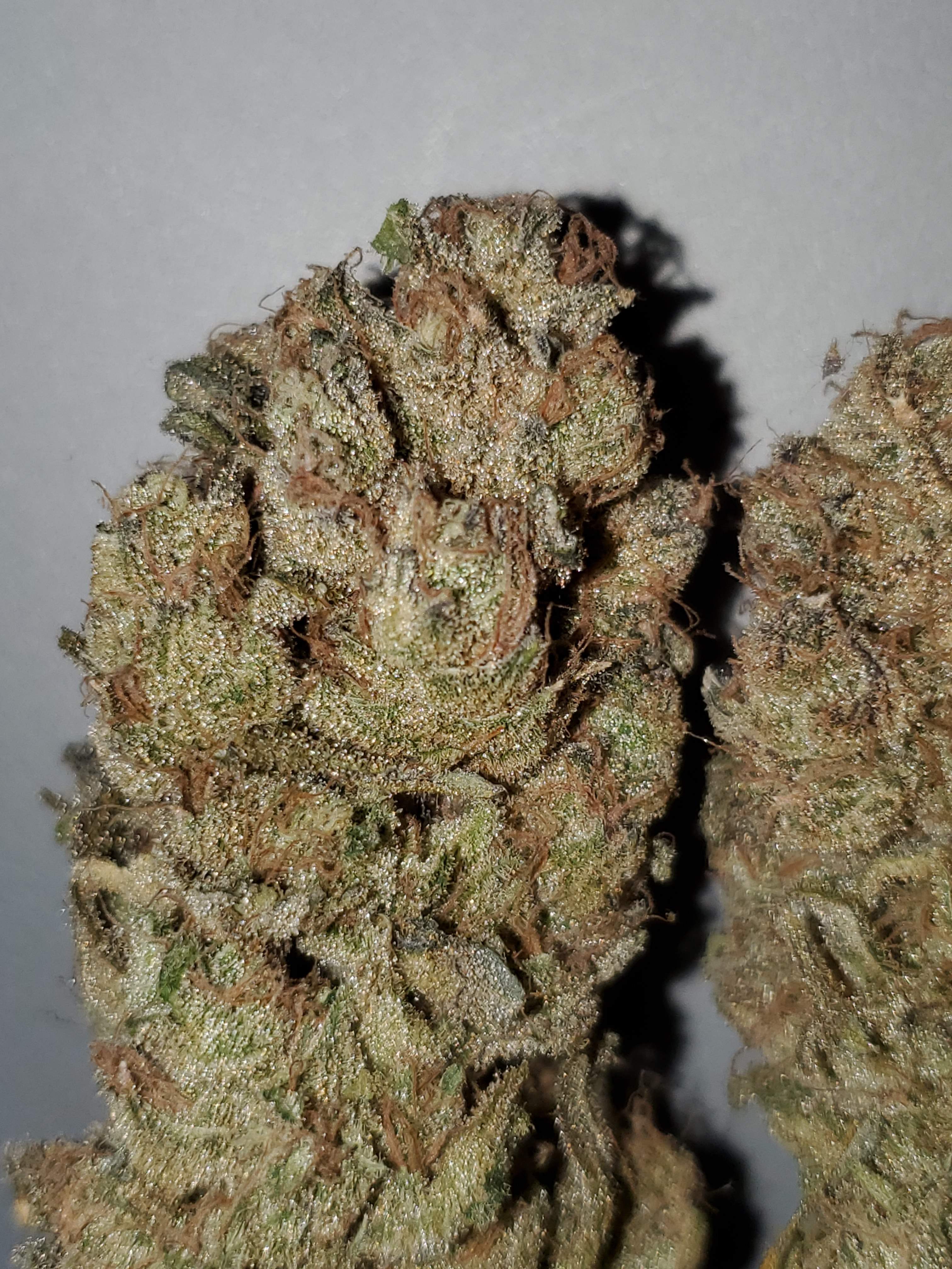 Irie Genetics Blue Raspberry Truffle grow diary (journal) harvest9 by  Bakedpwn - GrowDiaries