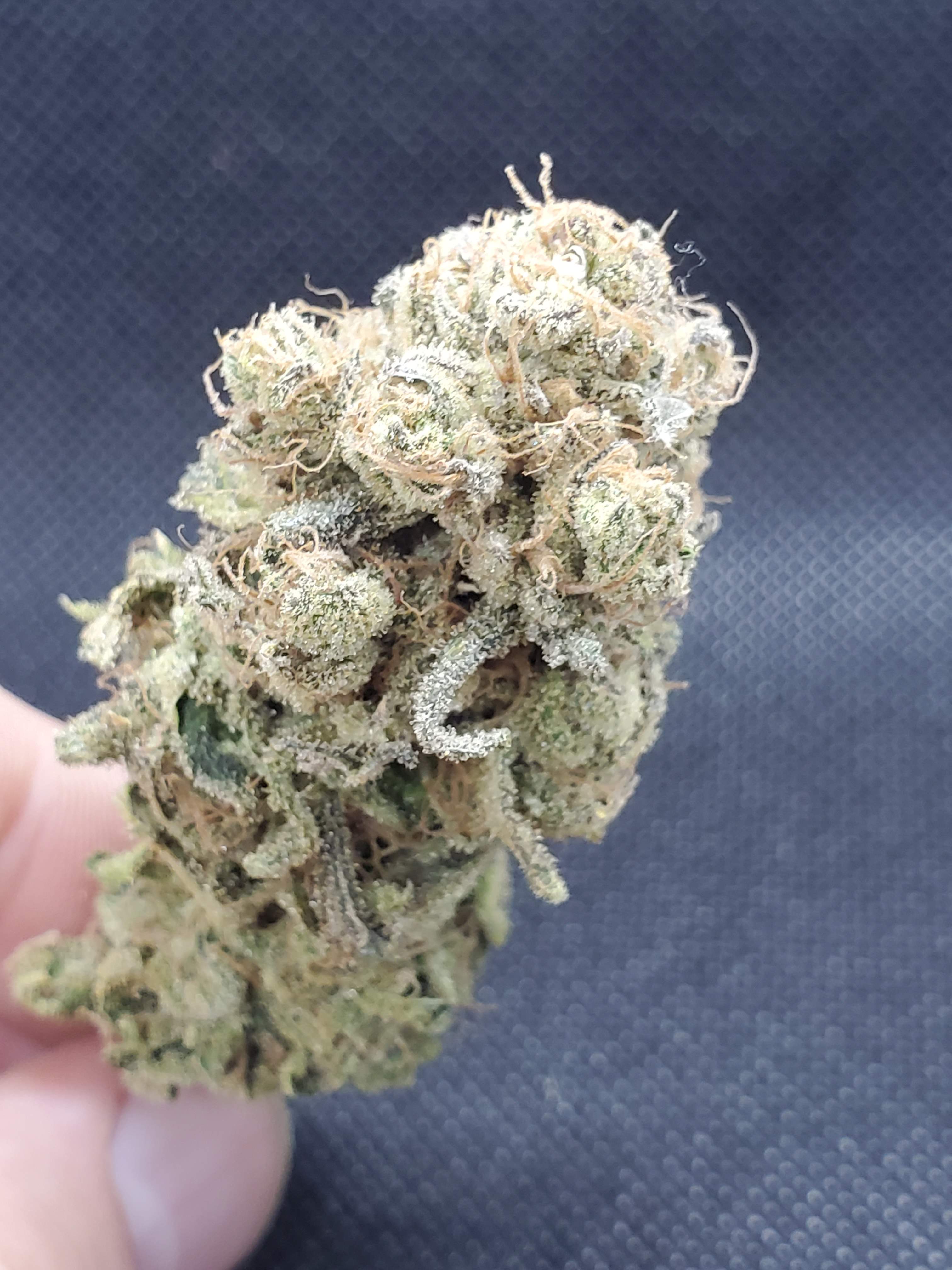 Irie Genetics Blue Raspberry Truffle grow diary (journal) harvest9 by  Bakedpwn - GrowDiaries