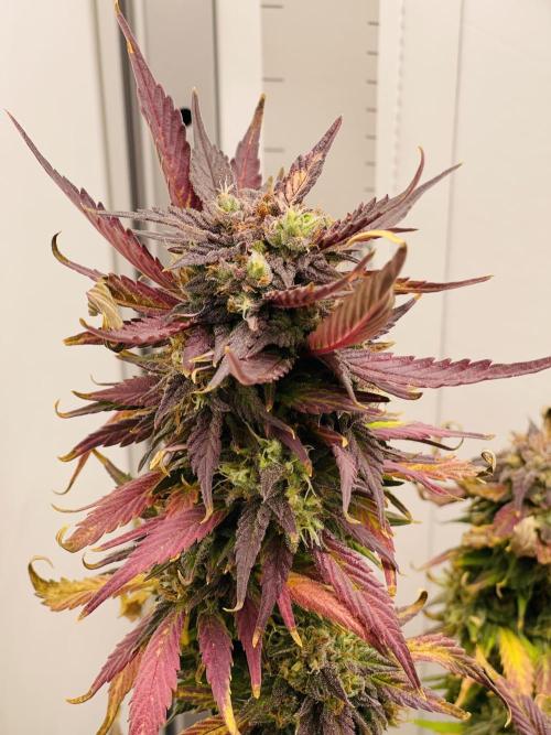 LSD-25 Auto (Fast Buds). Week 9