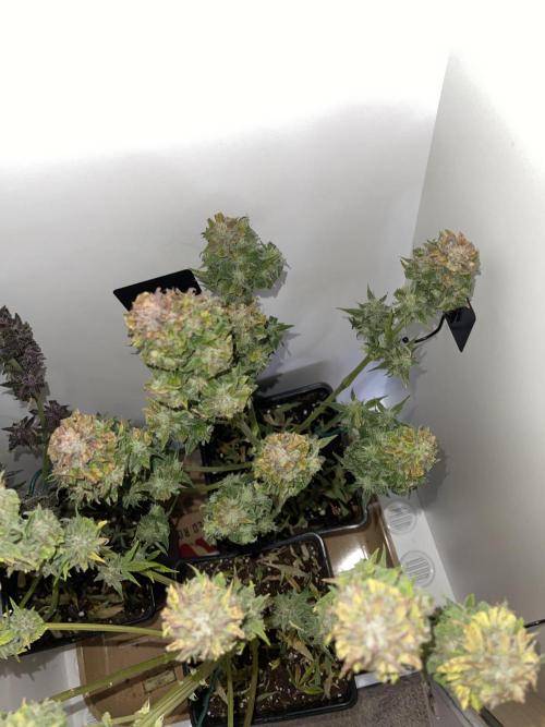 LSD-25 Auto (Fast Buds). Week 10