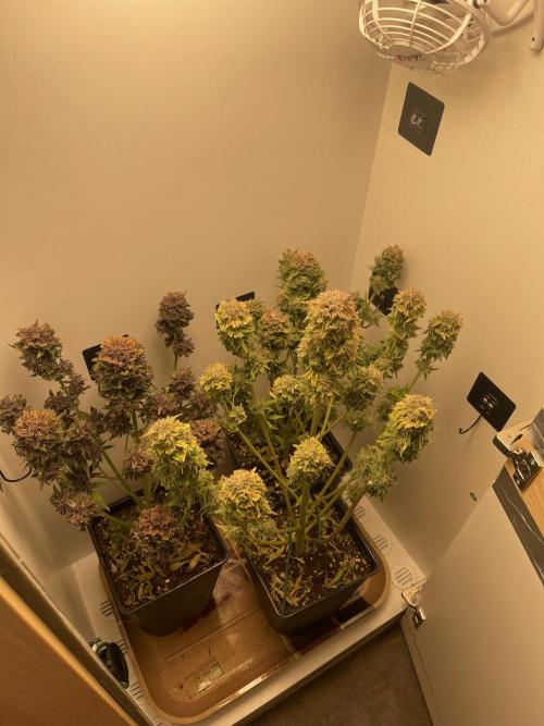 LSD-25 Auto (Fast Buds). Week 10