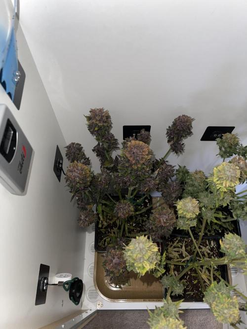 LSD-25 Auto (Fast Buds). Week 10