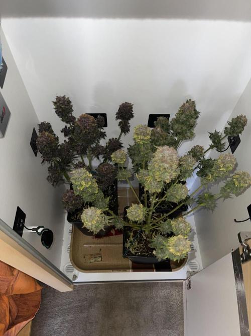 LSD-25 Auto (Fast Buds). Week 10