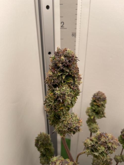 LSD-25 Auto (Fast Buds). Week 10